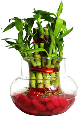 Green Fills Two Layer Bamboo Plant(Hybrid, Pack of 1)