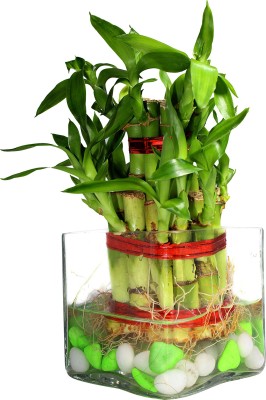 Green Fills Two Layer Bamboo Plant(Pack of 1)