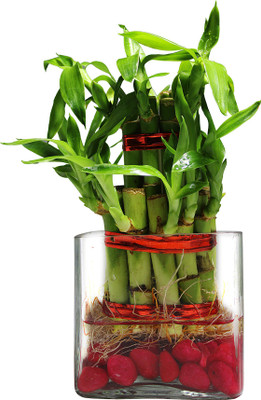 Green Fills Two Layer Bamboo Plant(Pack of 1)