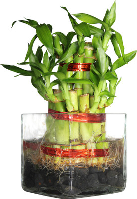 Green Fills Two Layer Bamboo Plant(Pack of 1)