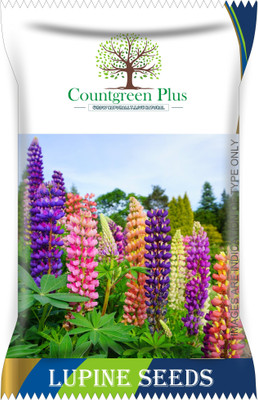 Countgreen Plus Lupine Flower Seeds Seed(50 per packet)