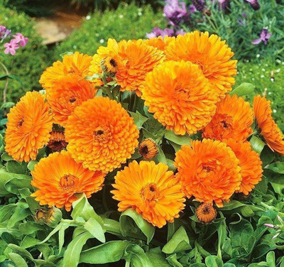 LYRS Marigold Dwarf Seed For Planting Seed-60 Seed(60 per packet)