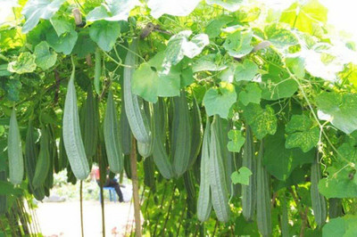 CYBEXIS PUAS-77 - Ridge Gourd Hybrid Variety Jaipur Lon - (300 Seeds) Seed(300 per packet)