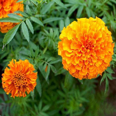 LYRS Marigold Dwarf Seed For Home Nursery Marigold Dwarf Seed-5 Seed(5 per packet)