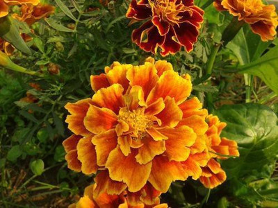 LYRS Yellow Marigold Dwarf Seed For Gardening Seed-15 Seed(15 per packet)