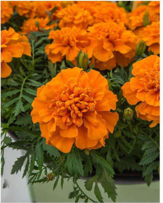 LYRS Gandey ke Phool ke Beej Marigold Dwarf Seed-15 Seed(15 per packet)