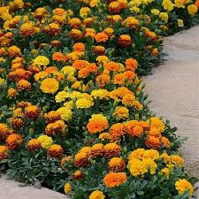 LYRS Fresh Marigold Dwarf Seed-40 Seed(40 per packet)