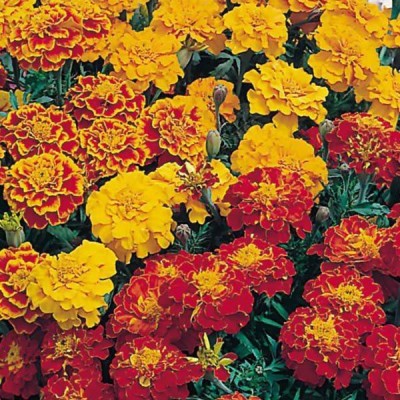 LYRS Hybrid Marigold Dwarf Seed-130 Seed(130 per packet)