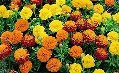 LYRS Pila Marigold Dwarf Seed-270 Seed(270 per packet)