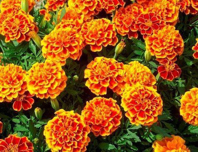 LYRS Gandey ka Phool Marigold Dwarf Seed-140 Seed(140 per packet)