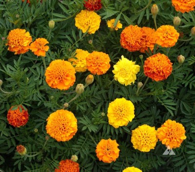 LYRS Natural Marigold Dwarf Seed-110 Seed(110 per packet)