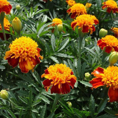 LYRS Yellow Marigold Dwarf For Gardening Marigold Dwarf Seed-70 Seed(70 per packet)