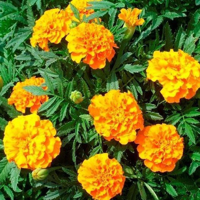 LYRS Home Use Yellow Marigold Dwarf Seed-40 Seed(40 per packet)