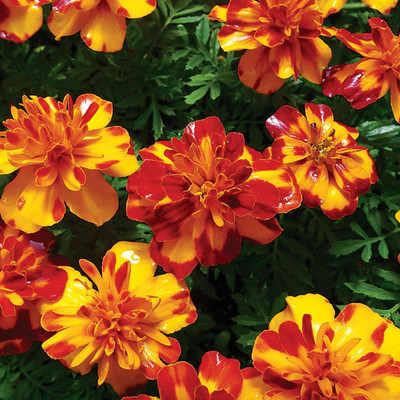 LYRS Marigold Dwarf For Planting Marigold Dwarf Seed-70 Seed(70 per packet)