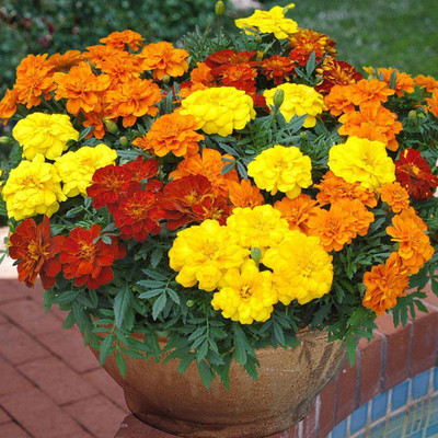 LYRS Natural Marigold Dwarf Seed-70 Seed(70 per packet)