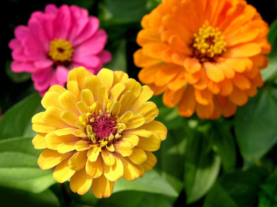 XOLDA Zinnia Hybrid Flower Seed(32 per packet)