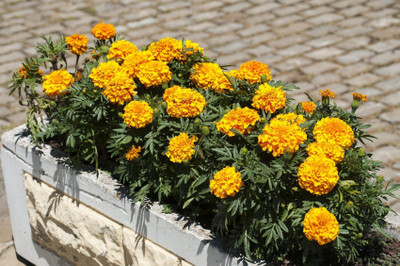 LYRS Non Hybrid Marigold Dwarf Seed-70 Seed(70 per packet)