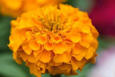 LYRS Marigold Dwarf For Germination Marigold Dwarf Seed-70 Seed(70 per packet)