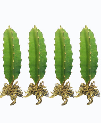 Cloud Farm Dragon Tree(Hybrid, Pack of 4)