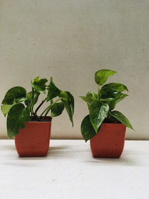 getyourtree Money Plant(Pack of 2)