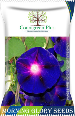 Countgreen Plus Morning Glory Flower Seeds Seed(100 per packet)