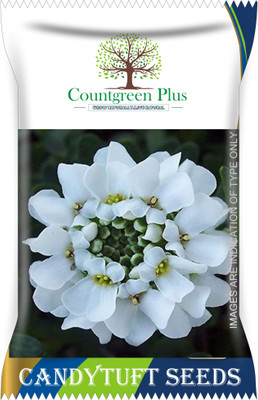 Countgreen Plus Candytuft Flower Seeds Seed(100 per packet)