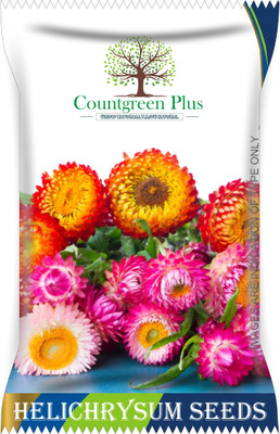 Countgreen Plus Helychrysum Flower Seeds Seed(200 per packet)