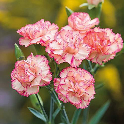 CYBEXIS F1 Hybrid Carnation Flower Seeds Good Germination Seed(1 g)