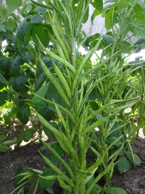 Qausain CLUSTER BEANS Seed(50 per packet)