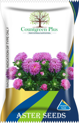 Countgreen Plus Aster Flower Seeds Seed(300 per packet)