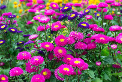 Paudha Aster Hybrid Flower Seed(37 per packet)