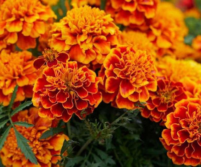 LYRS Home Gardening Navrangi Marigold Seed- 15 Seed(15 per packet)