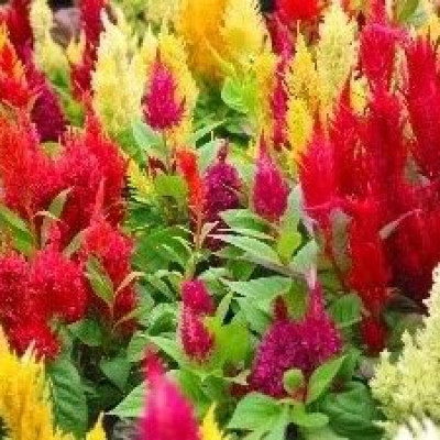 XOLDA Celosia Seed(37 per packet)