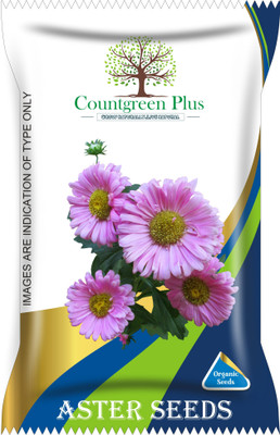 Countgreen Plus Aster Flower Seeds Seed(150 per packet)