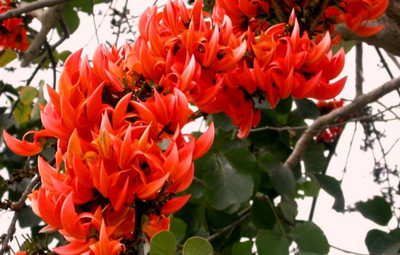 M-Tech Gardens Butea Monosperma Flame of Forest Seed(10 per packet)