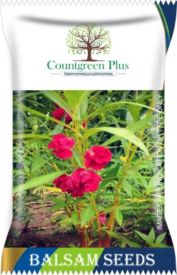 Countgreen Plus Balsam Flower Seeds Seed(100 per packet)