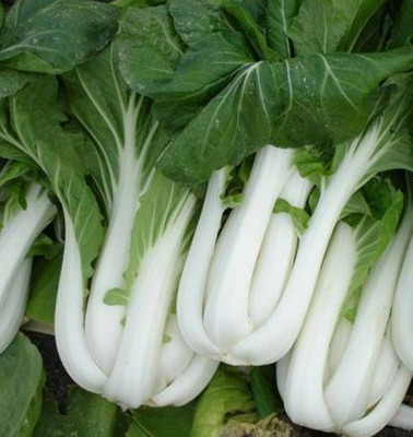 Airex WHITE PAK CHOY SEED (PACK OF 30 SEED X 2 PER PKTS) 2 PACKET OF WHITE PAK CHOY Seed(60 per packet)