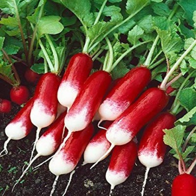 Airex RADISH FRENCH BREAKFAST SEED (PACK OF 50 SEED X 1 PER PKTS) 1 PACKET OF RADISH FRENCH BREAKFAST Seed(50 per packet)