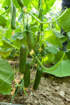 Corofitam Cucumber Seed(35 per packet)