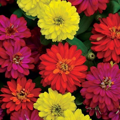 Antier ZINNIA ZAHARA MIXED FLOWER SEED FOR EATABLE WITH ORGANIC (AVG 40-50 ++) SEED X 6 PACKET Seed(300 per packet)