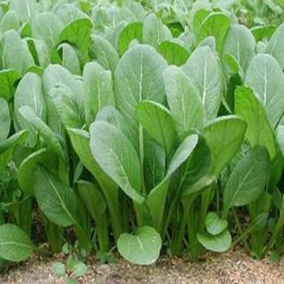 Airex GREEN KOMATSUNA ASIA LEAF SEED (PACK OF 30 SEED X 8 PER PKTS) 8 PACKET OF GREEN KOMATSUNA ASIA LEAF Seed(240 per packet)