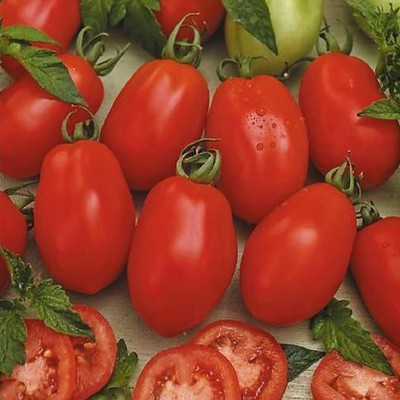 Airex TOMATO ROMA VF SEED (PACK OF 30 SEED X 4 PER PKTS) 4 PACKET OF TOMATO ROMA VF Seed(120 per packet)