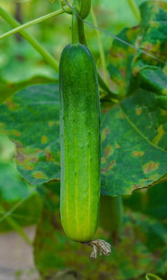 Corofitam Cucumber Seed(50 per packet)