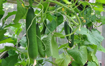 sporos Cucumber Seed(35 per packet)