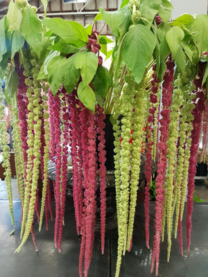 Airex AMARANTHUS CAUDATUS MIXED FLOWER SEED FOR EATABLE WITH ORGANIC (AVG 40-50 ++) SEED X 10 PACKET Seed(500 per packet) Airex AMARANTHUS CAUDATUS MIXED FLOWER SEED FOR EATABLE WITH ORGANIC (AVG 40-50 ++) SEED X 10 PACKET Seed(500 per packet)