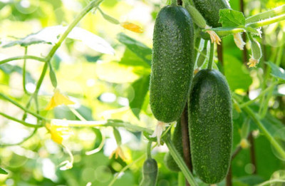 Corofitam Cucumber Seed(30 per packet)