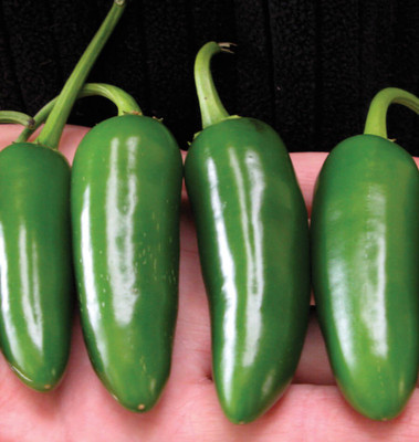 Airex PEPPER JALAPENO M SEED (PACK OF 30 SEED X 3 PER PKTS) 3 PACKET OF PEPPER JALAPENO M Seed(90 per packet)