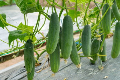 Corofitam Cucumber Seed(20 per packet)