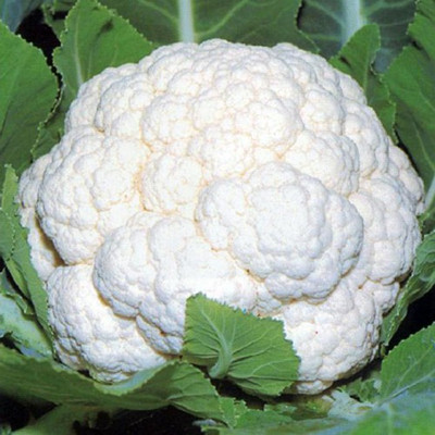 Airex CAULIFLOWER WHITE SEEDS (PACK OF 50 SEEDS X 2 PACKET) Seed(100 per packet)