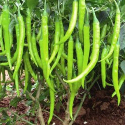 Airex CHILLI CRYPTON - 10 SEED (PACK OF 30 SEED X 7 PER PKTS) 7 PACKETOF CHILLI CRYPTON - 10 Seed(210 per packet)